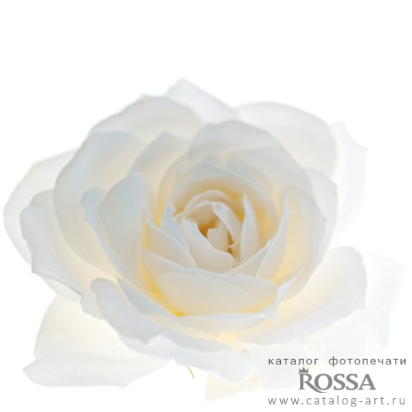 Натяжные потолки с фотопечатью - Белые розы 56